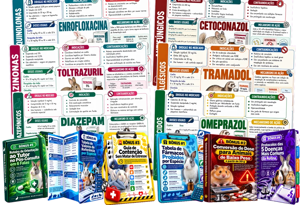 Plano completo — os flashcards e os 6 bônus